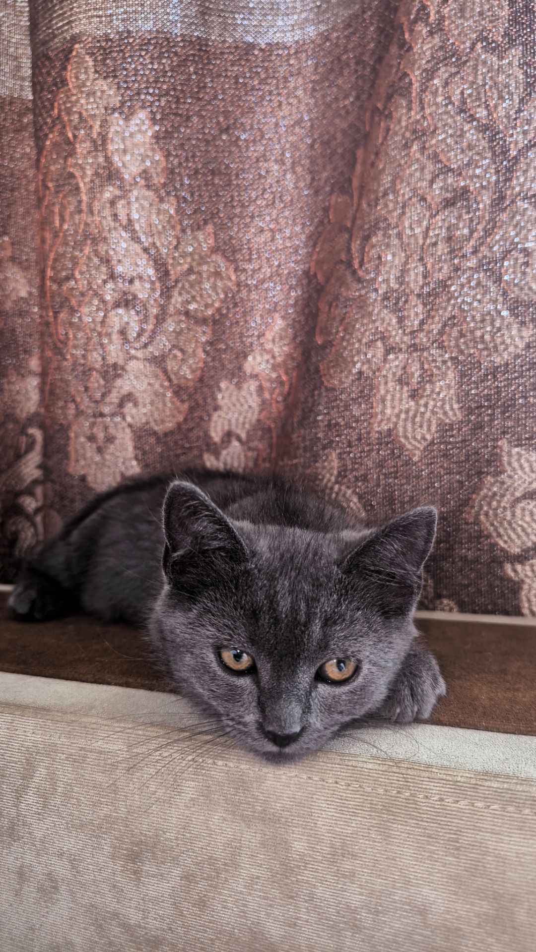 Котята шотландские