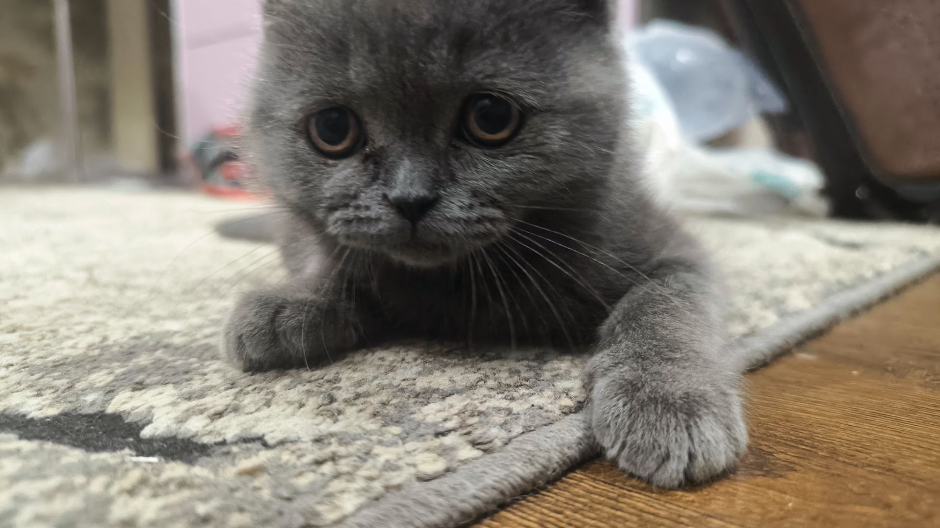 Котята шотландские