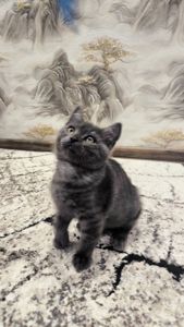 Котята шотландские