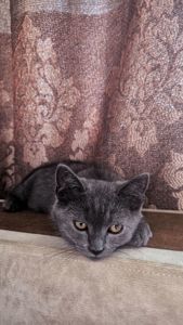 Котята шотландские