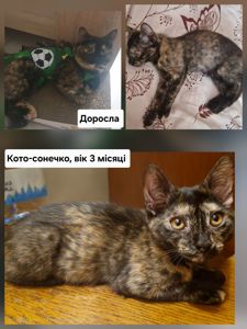 Плямисте КотоСонечко
