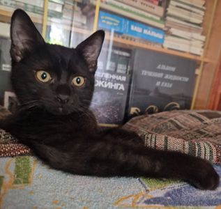 Дуже Розумний тримісячний Кош з родини КотоЧаклунок
