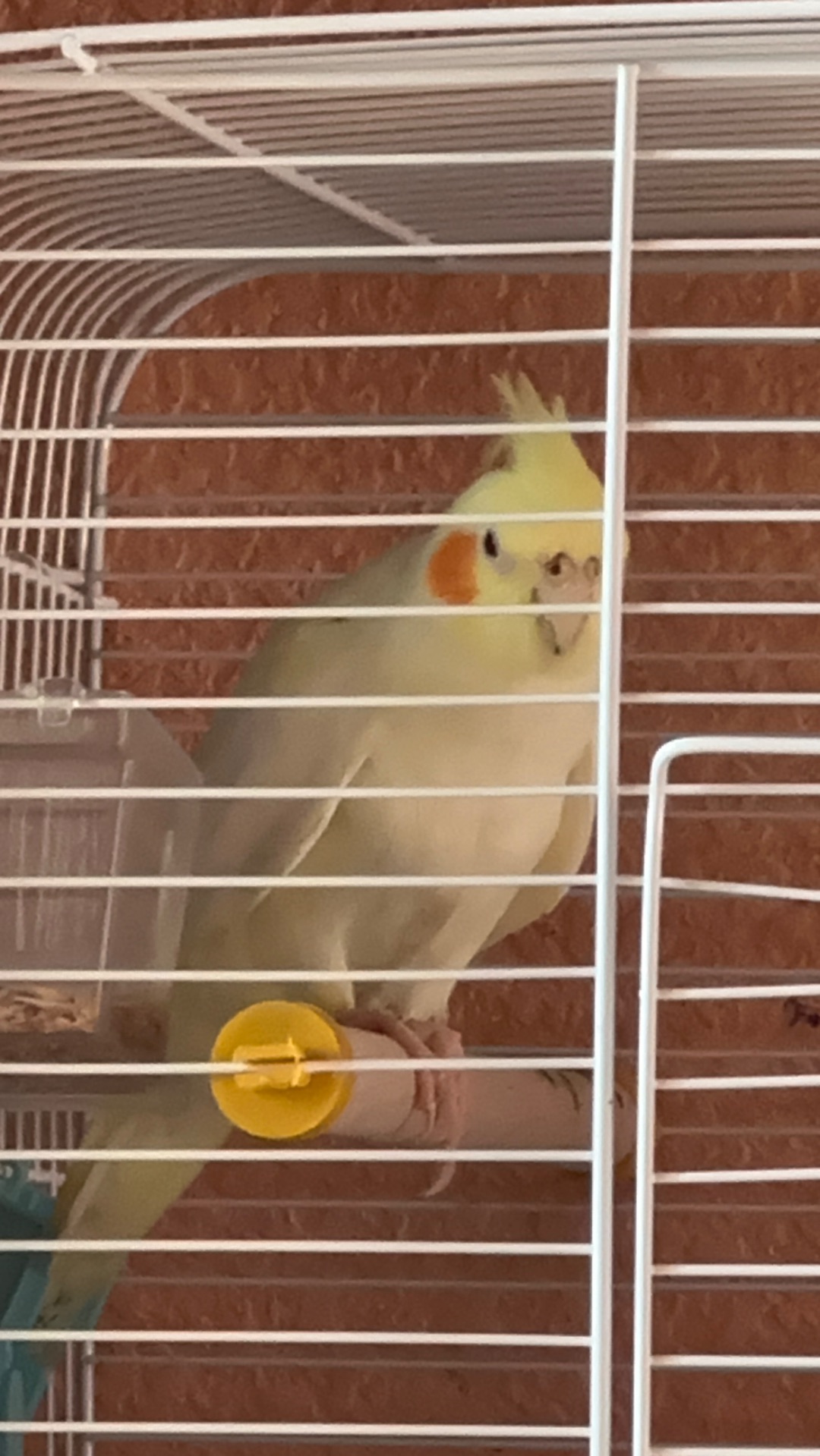 Річний Корела