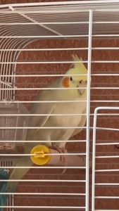 Річний Корела