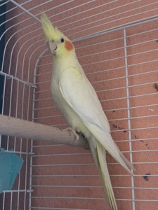 Річний Корела