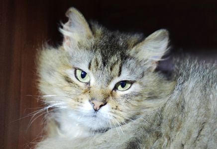 Міла