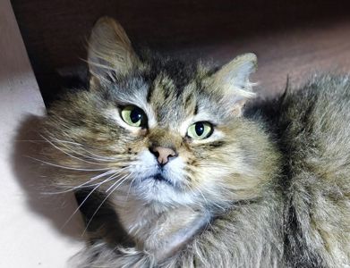 Міла