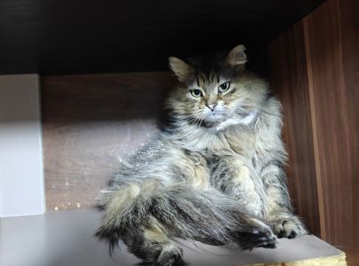 Міла