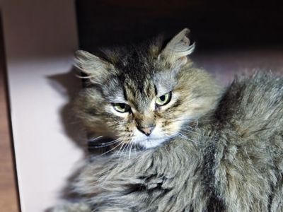 Міла