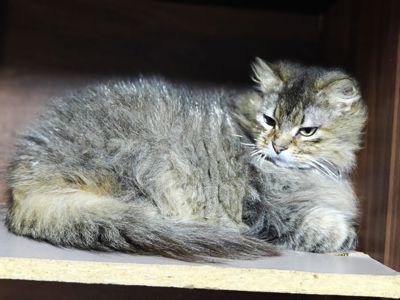 Міла
