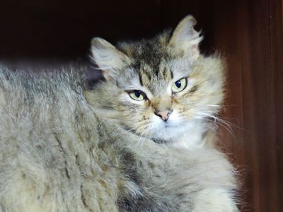 Міла