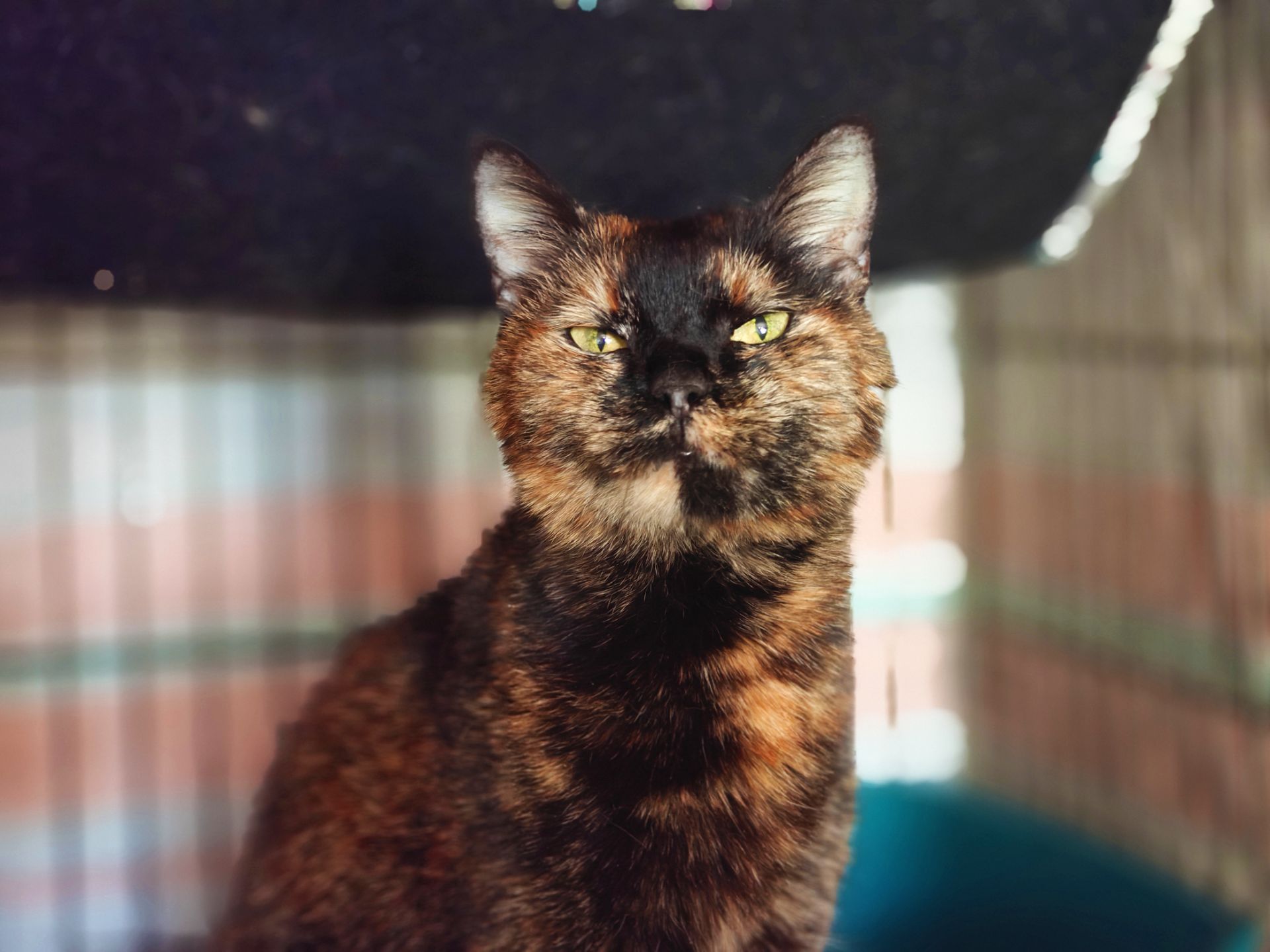 Аліса