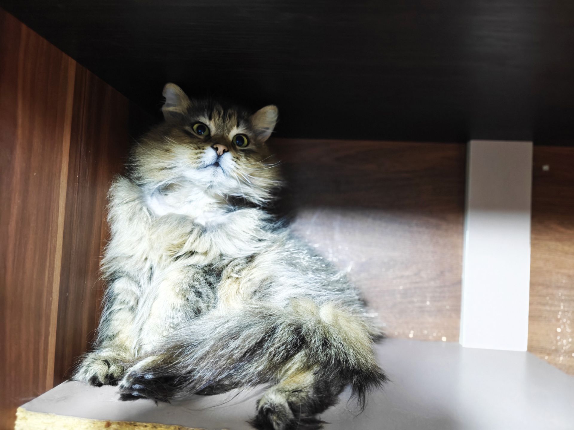 Міла