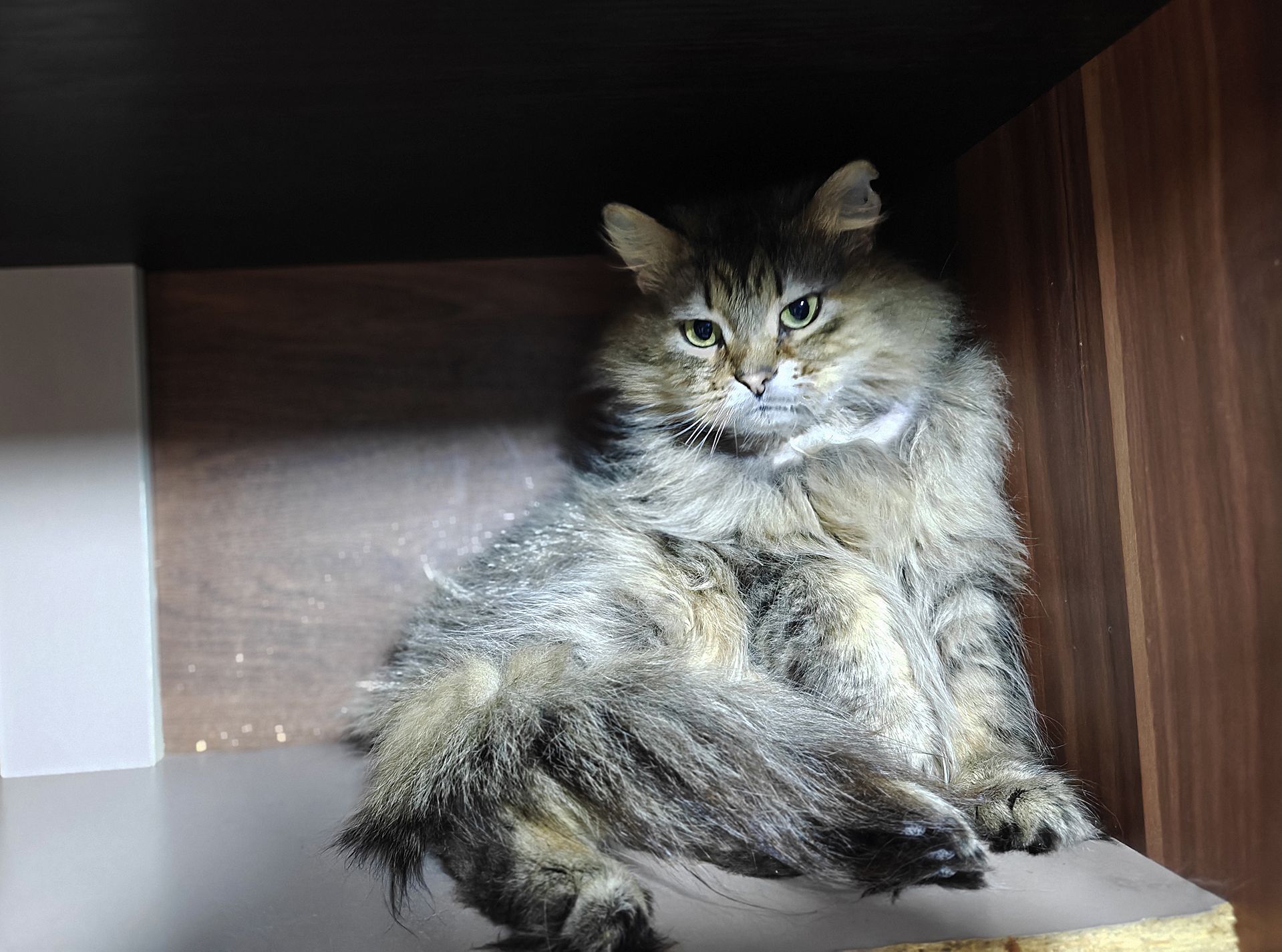 Міла