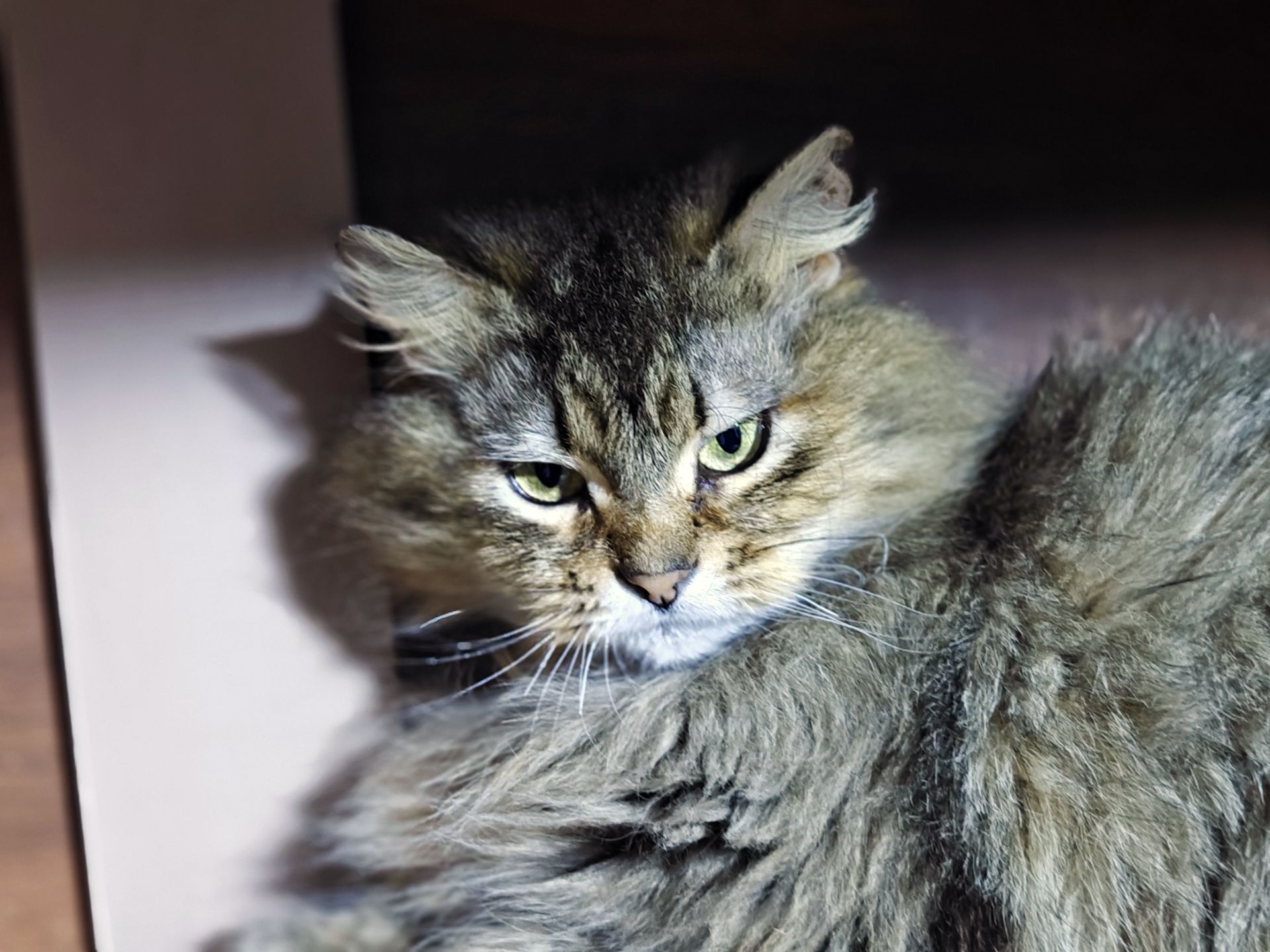 Міла