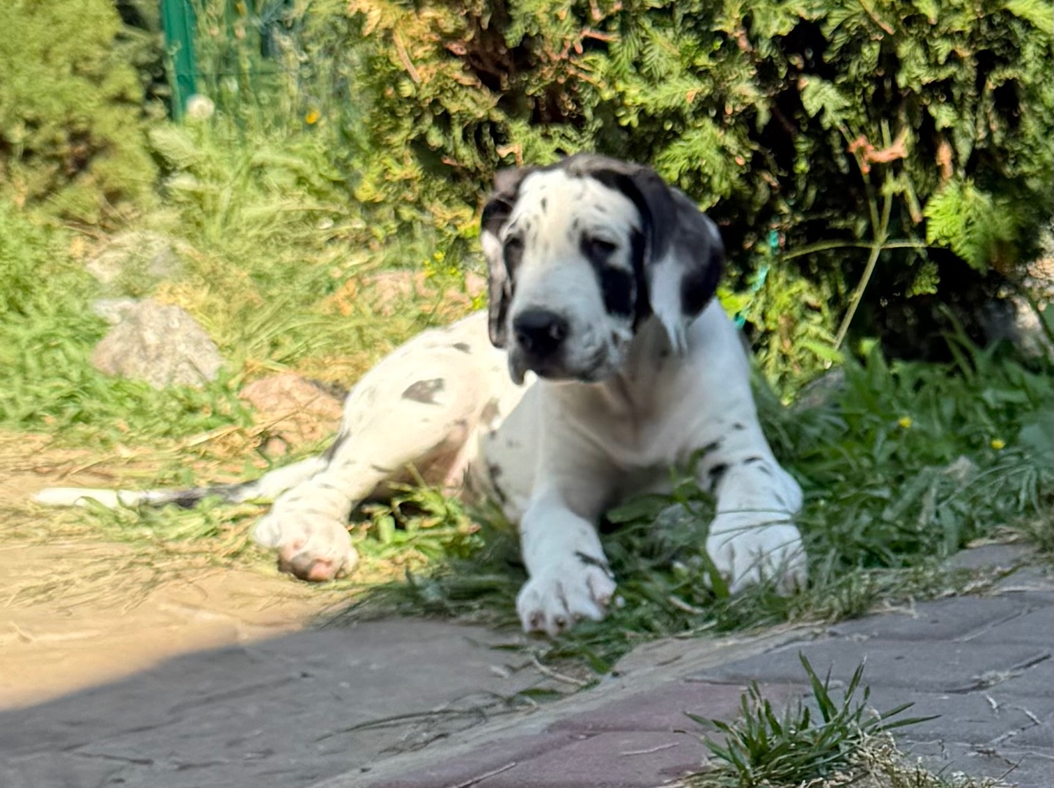 Немецкий дог девочка