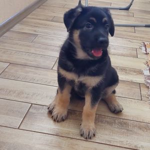 Дівчинка східноєвропейська вівчарка