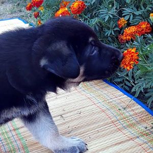 Дівчинка східноєвропейська вівчарка