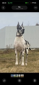 Немецкий дог девочка