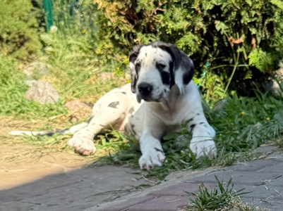 Немецкий дог девочка