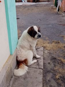 Цуценята Московської сторожової