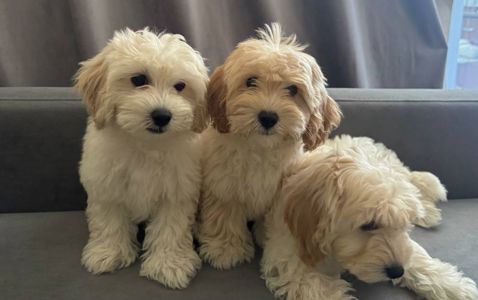 Маленьки улюбленці, поспішайте залишилось двоє малюків🐶🐶
