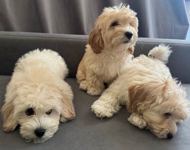 Маленьки улюбленці, поспішайте залишилось двоє малюків🐶🐶