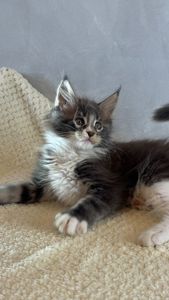 Котик мейн кун з родоводом