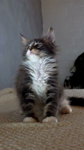 Котик мейн кун з родоводом