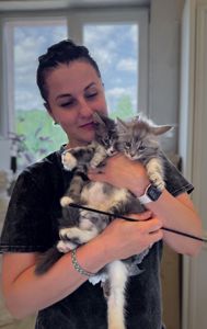 Котик мейн кун з родоводом