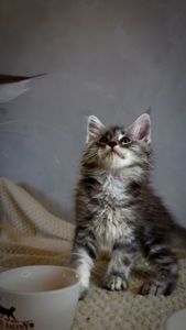 Котик мейн кун з родоводом