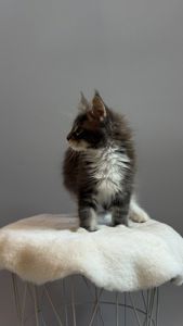 Котик мейн кун з родоводом