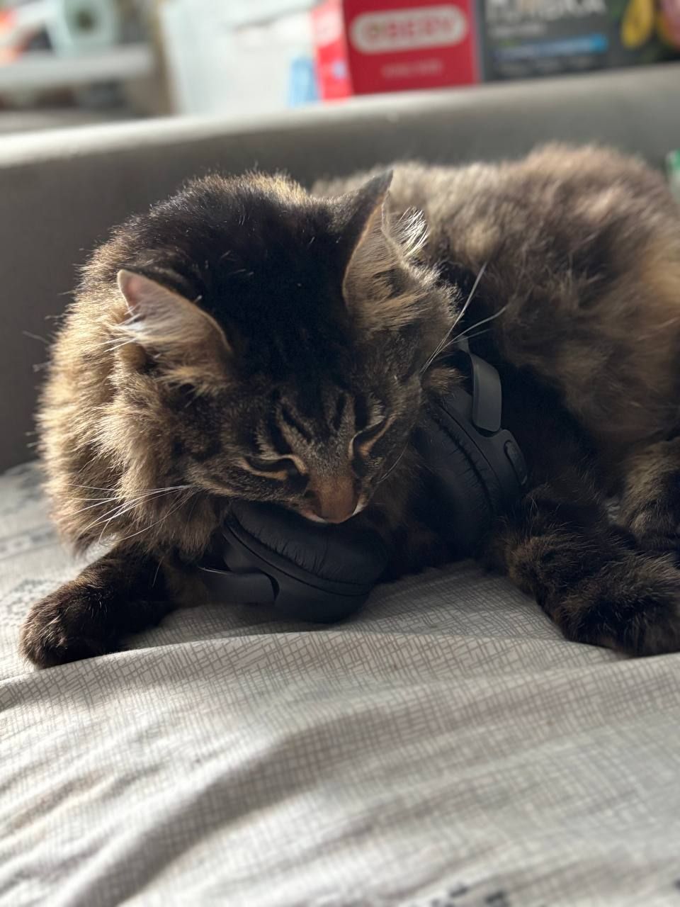Кот Тиша