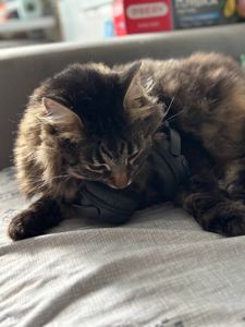 Кот Тиша