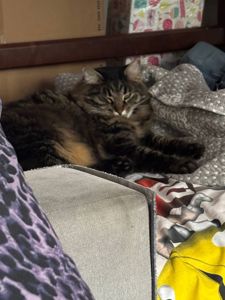 Кот Тиша