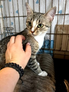 Кошеня Мія