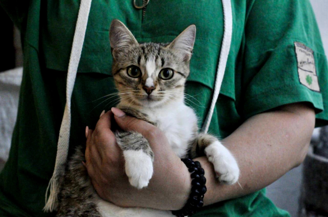 Кошеня Мія