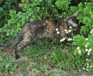 Плямисте КотоСонечко