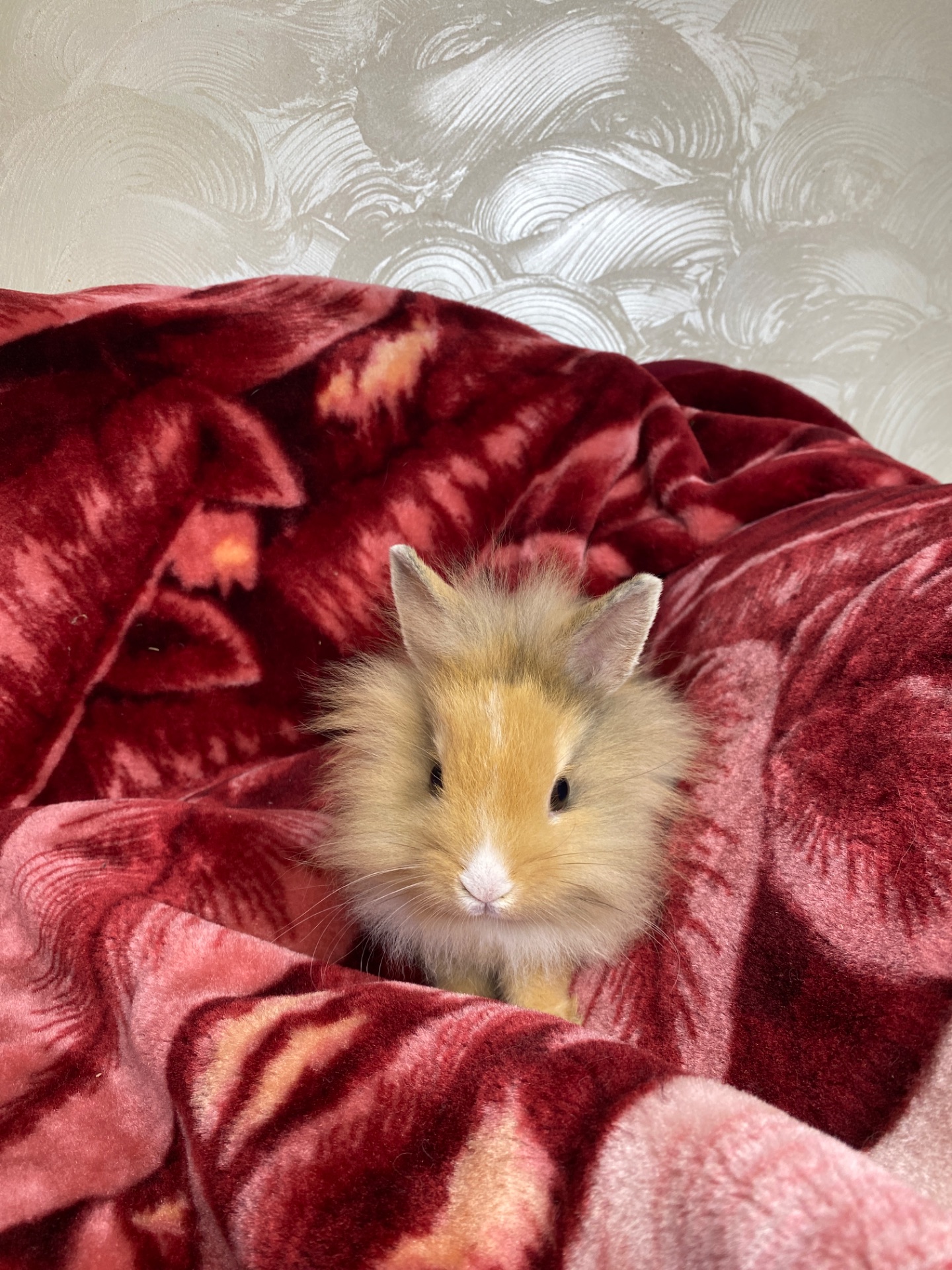 Lionhead 🐰