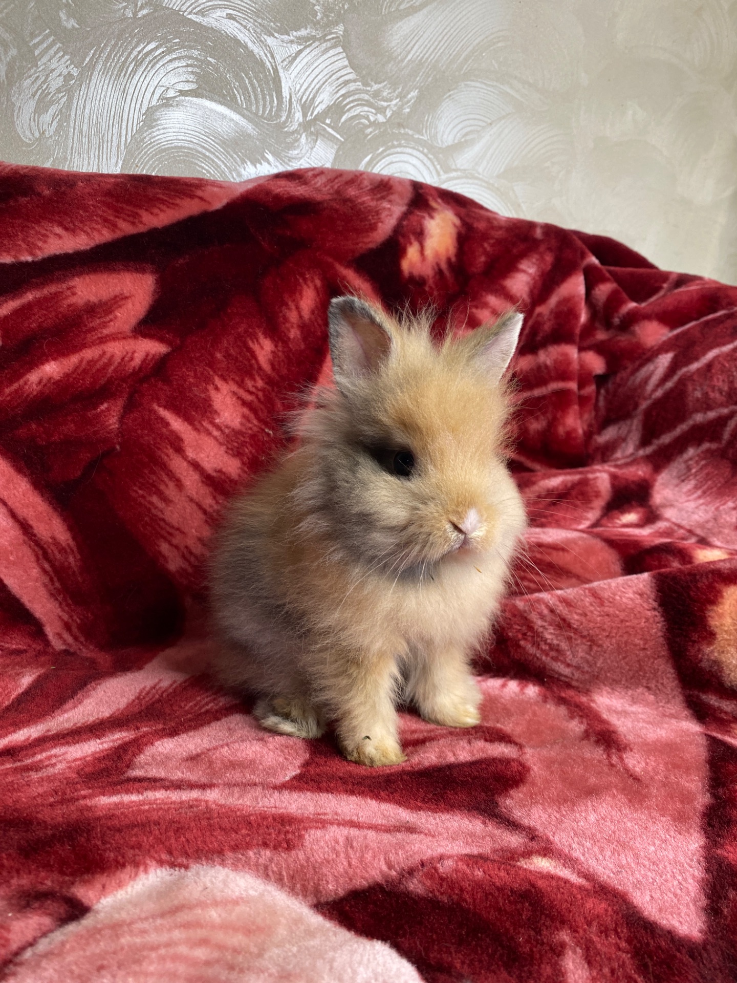 Lionhead 🐰