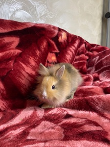 Lionhead 🐰