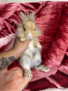 Lionhead 🐰