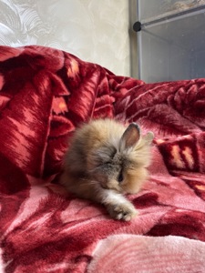 Lionhead 🐰