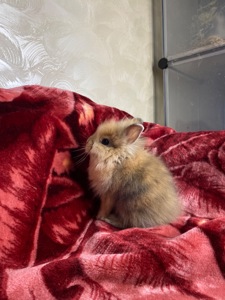 Lionhead 🐰