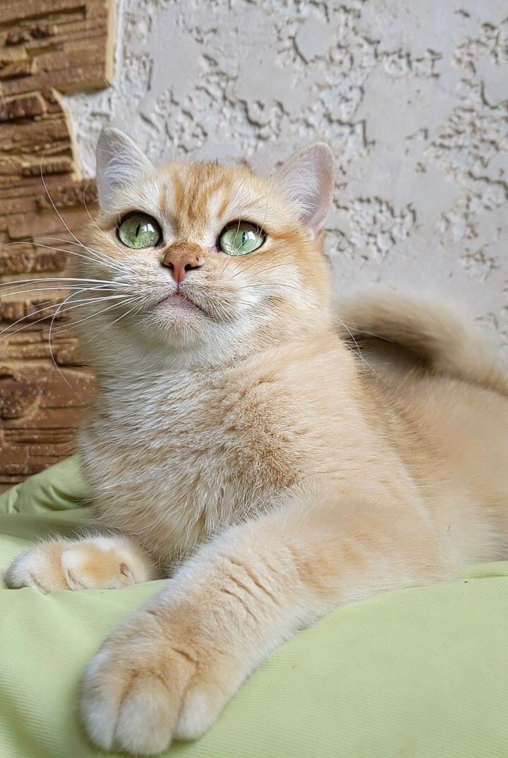 Британская золотая шиншилла, British shorthair Bri ny 12 - годовалая кошечка
