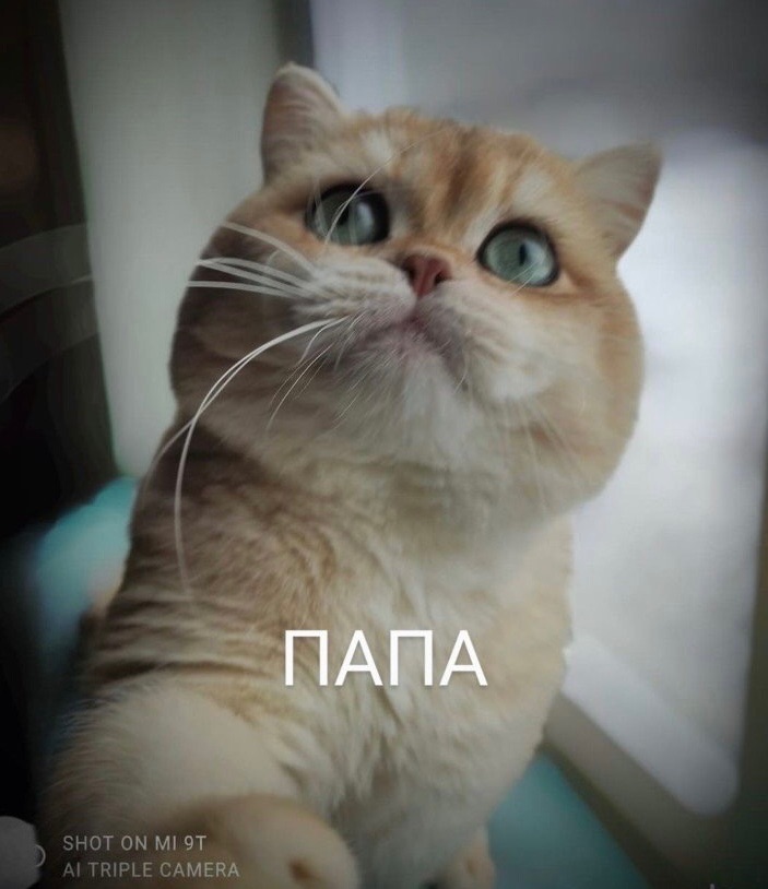 Британская золотая шиншилла, British shorthair Bri ny 12 - годовалая кошечка