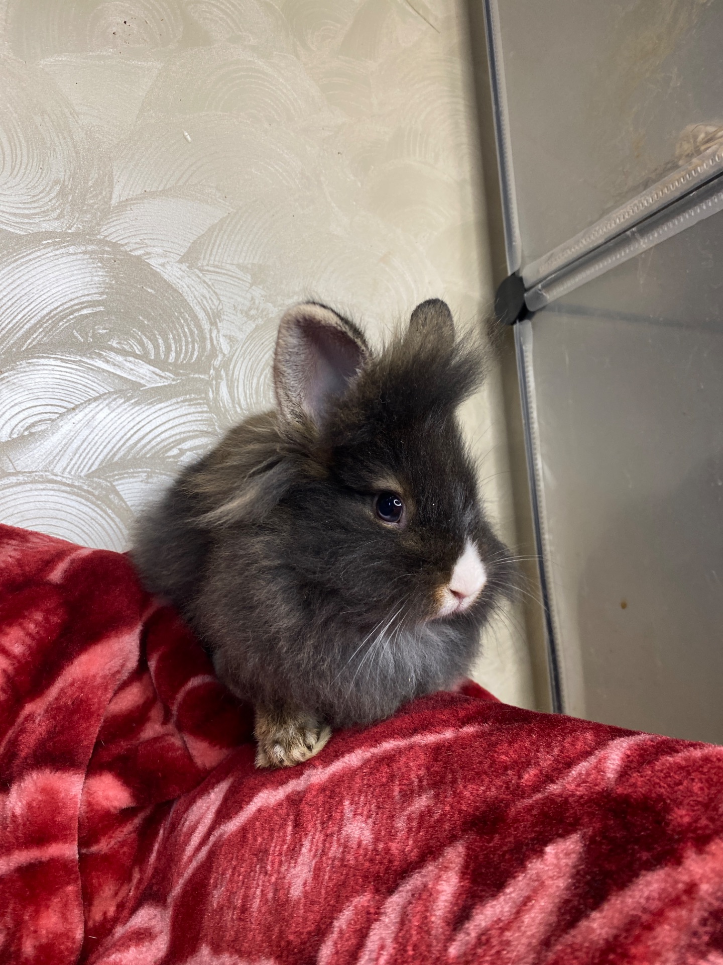 Дівчинка lionhead
