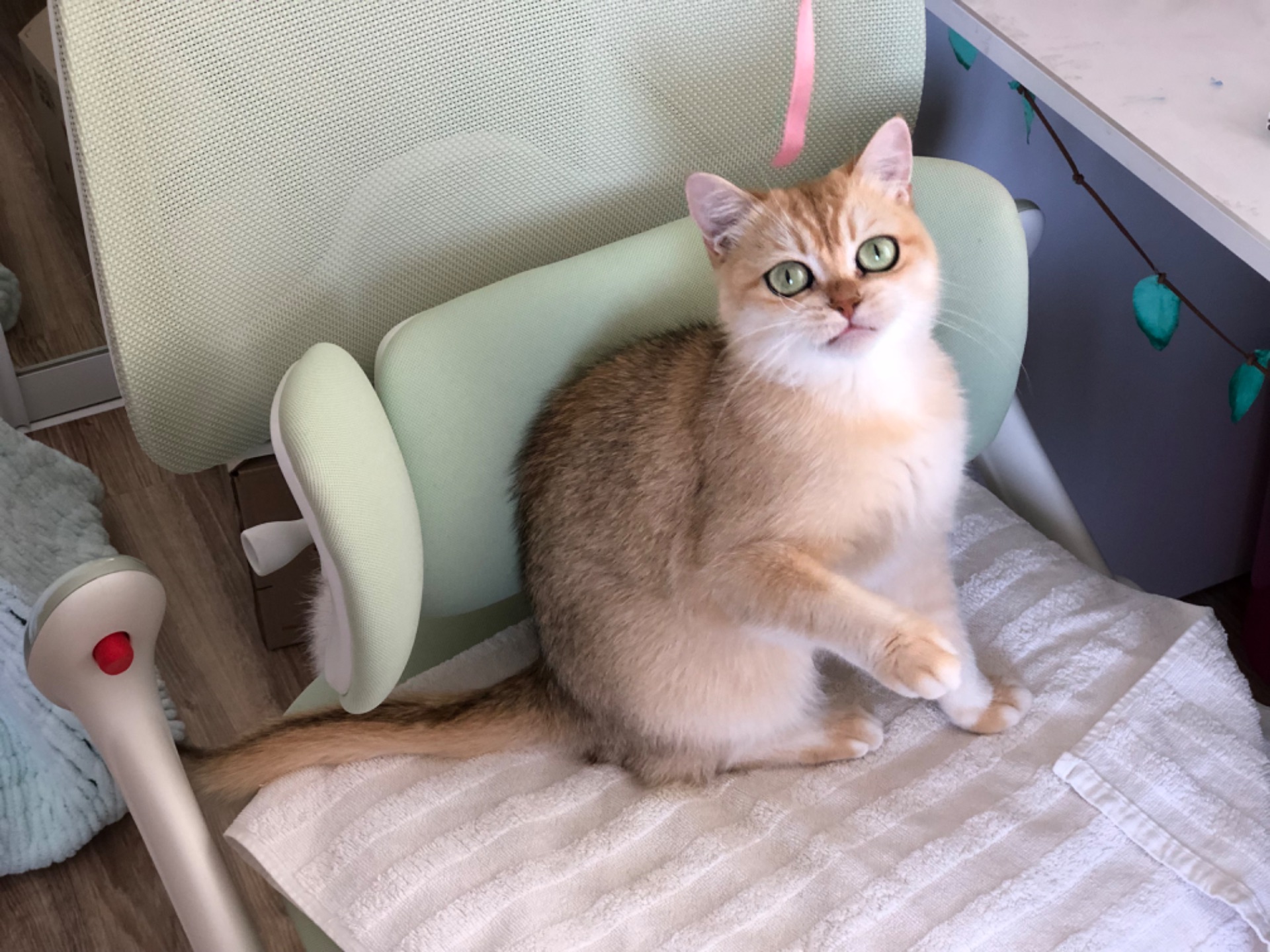 Британская золотая шиншилла, British shorthair Bri ny 12 - годовалая кошечка