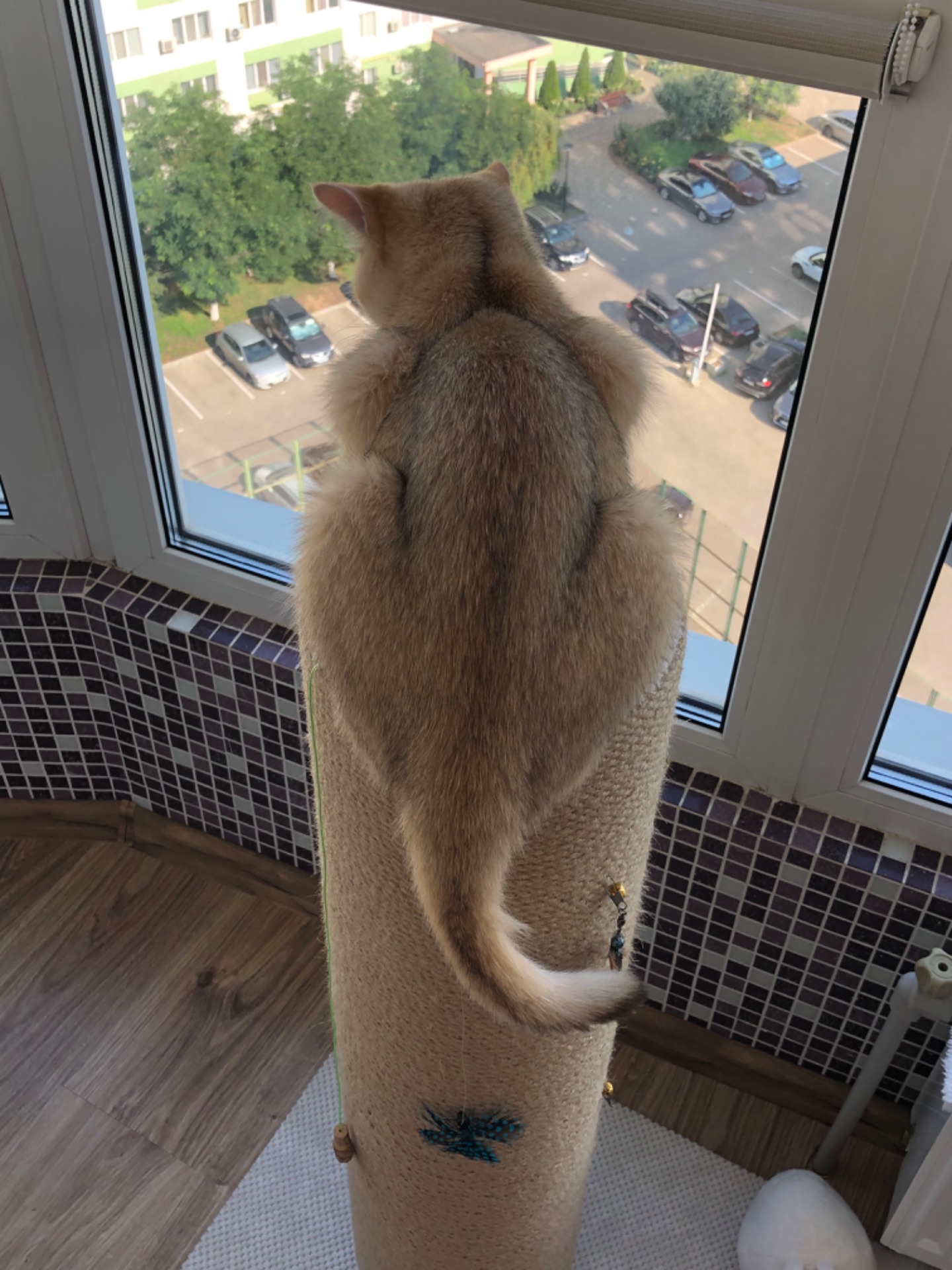Британская золотая шиншилла, British shorthair Bri ny 12 - годовалая кошечка