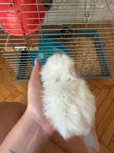 Маленький білий хлопчик ангора